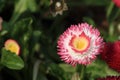 DaisyÃ¯Â¼ËBellis perennis L.Ã¯Â¼â°